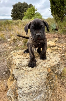 Les chiots de Cane Corso