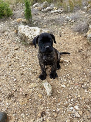 Les chiots de Cane Corso