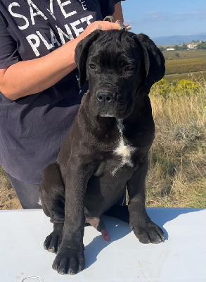 Les chiots de Cane Corso