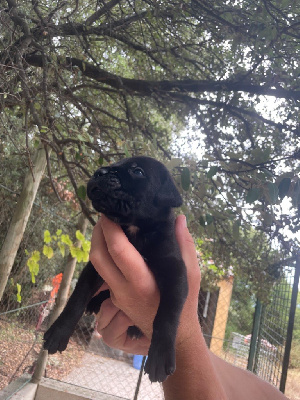 Les chiots de Cane Corso