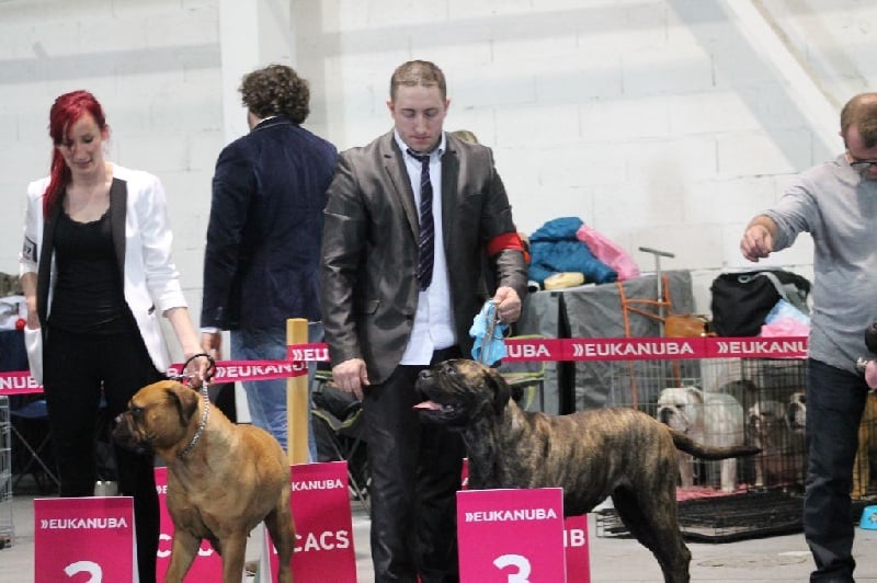 Notorious Biggie Bull Joy - 3 éme excellent