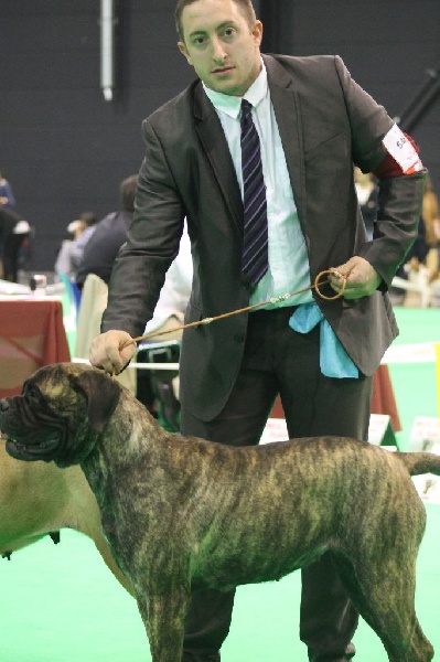 Notorious Biggie Bull Joy - rcacs rcacib