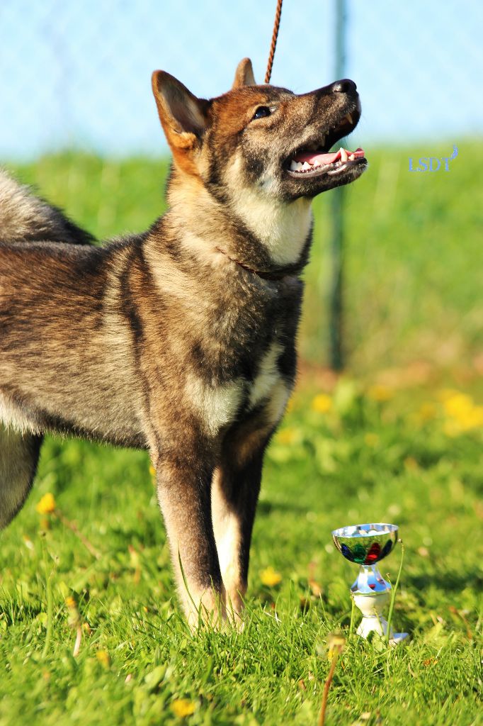 Benihana go ihoku hakuren sou - très prometteur, meilleur baby