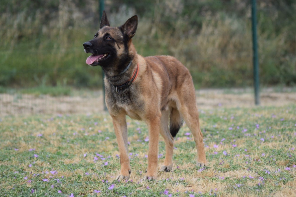 Publication : De L'esquisse Sauvage