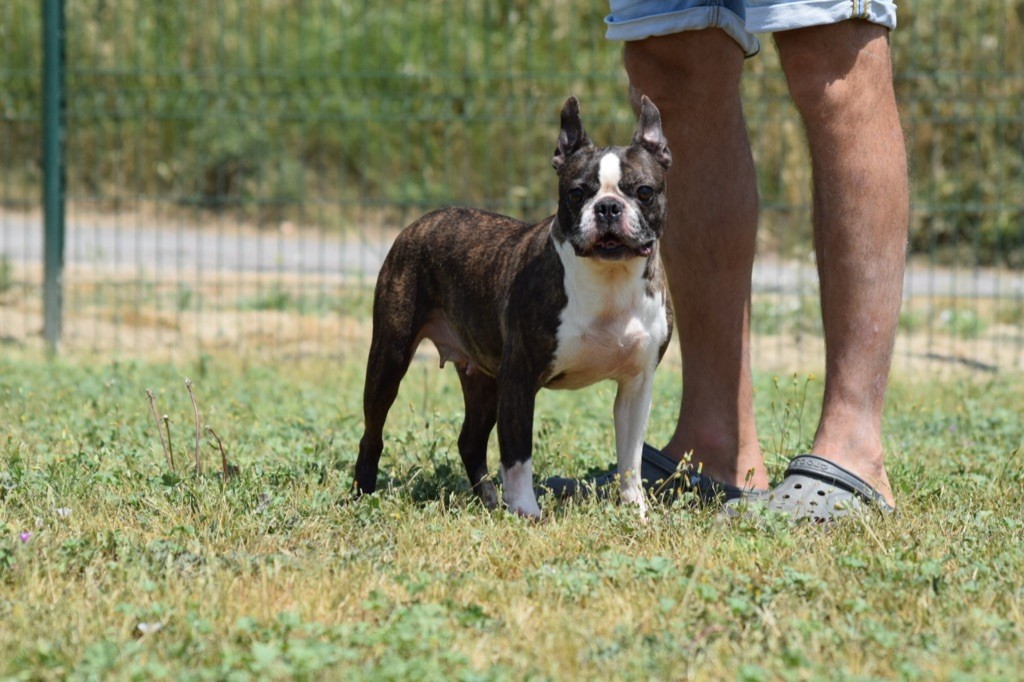 Publication : De L'esquisse Sauvage