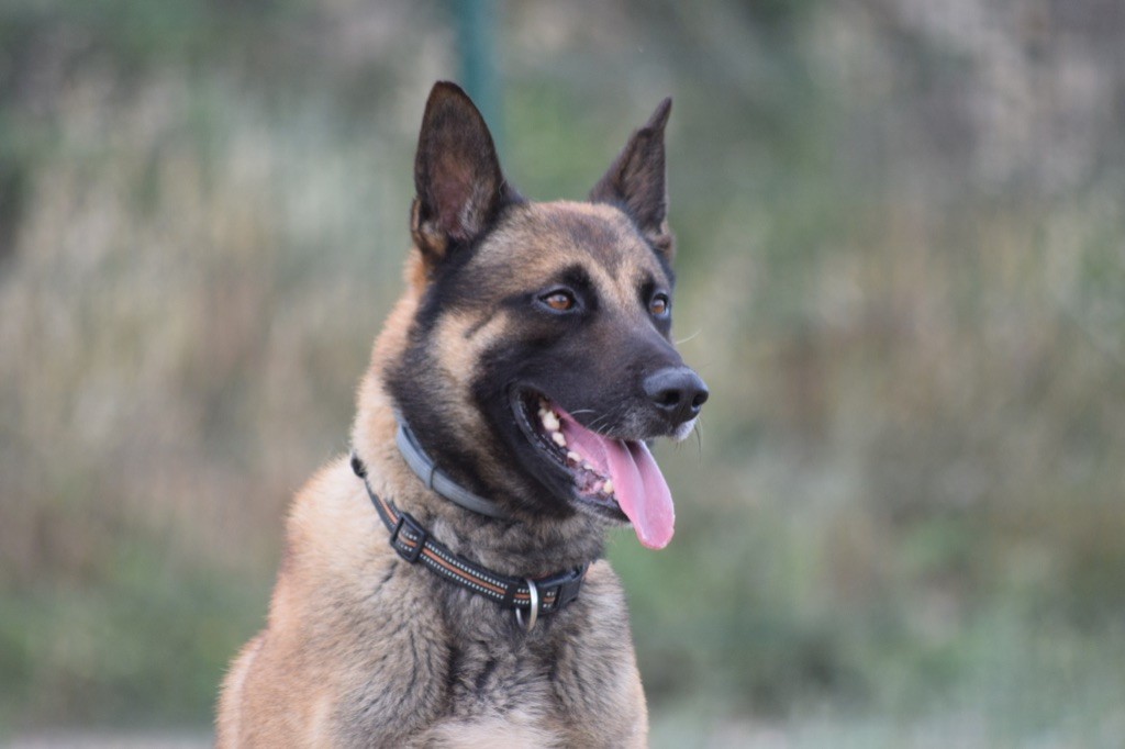 Publication : De L'esquisse Sauvage