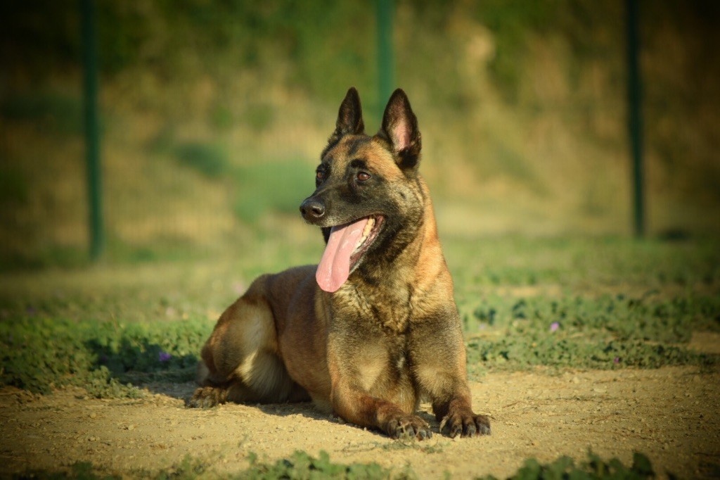 Publication : du Banc des Hermelles