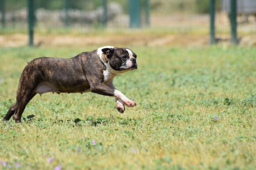 Publication : De L'esquisse Sauvage