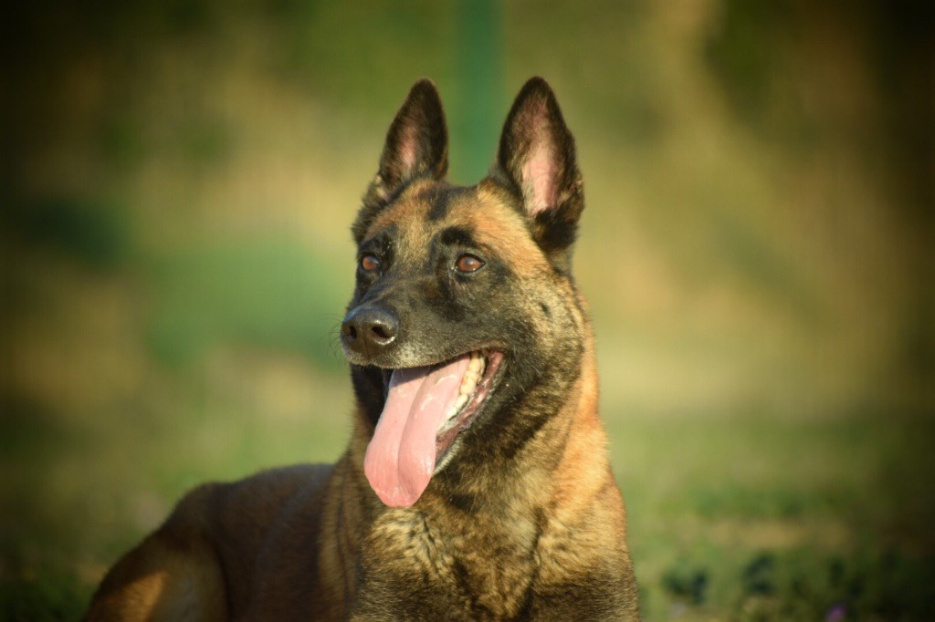 Publication : du Banc des Hermelles