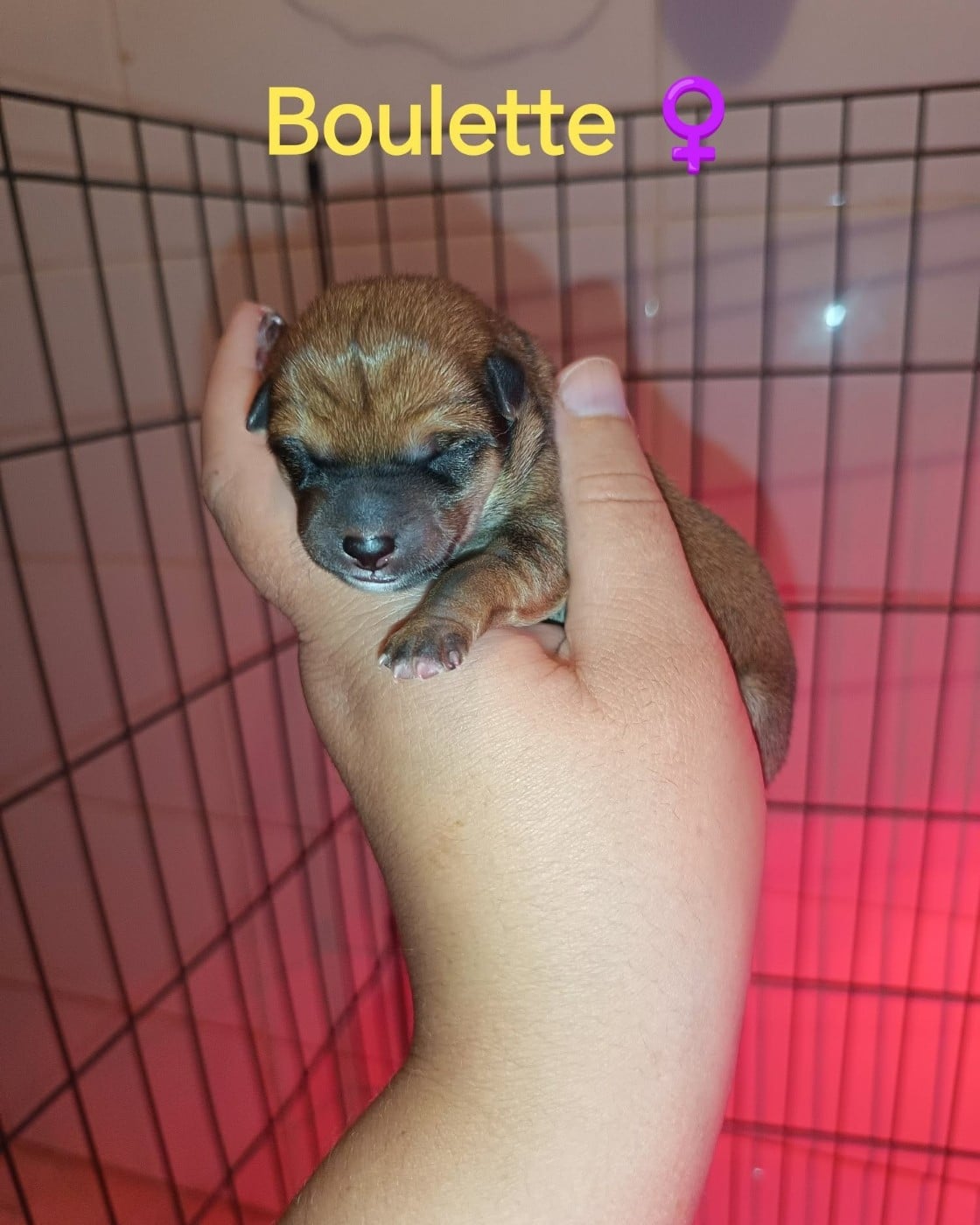 "Boulette"