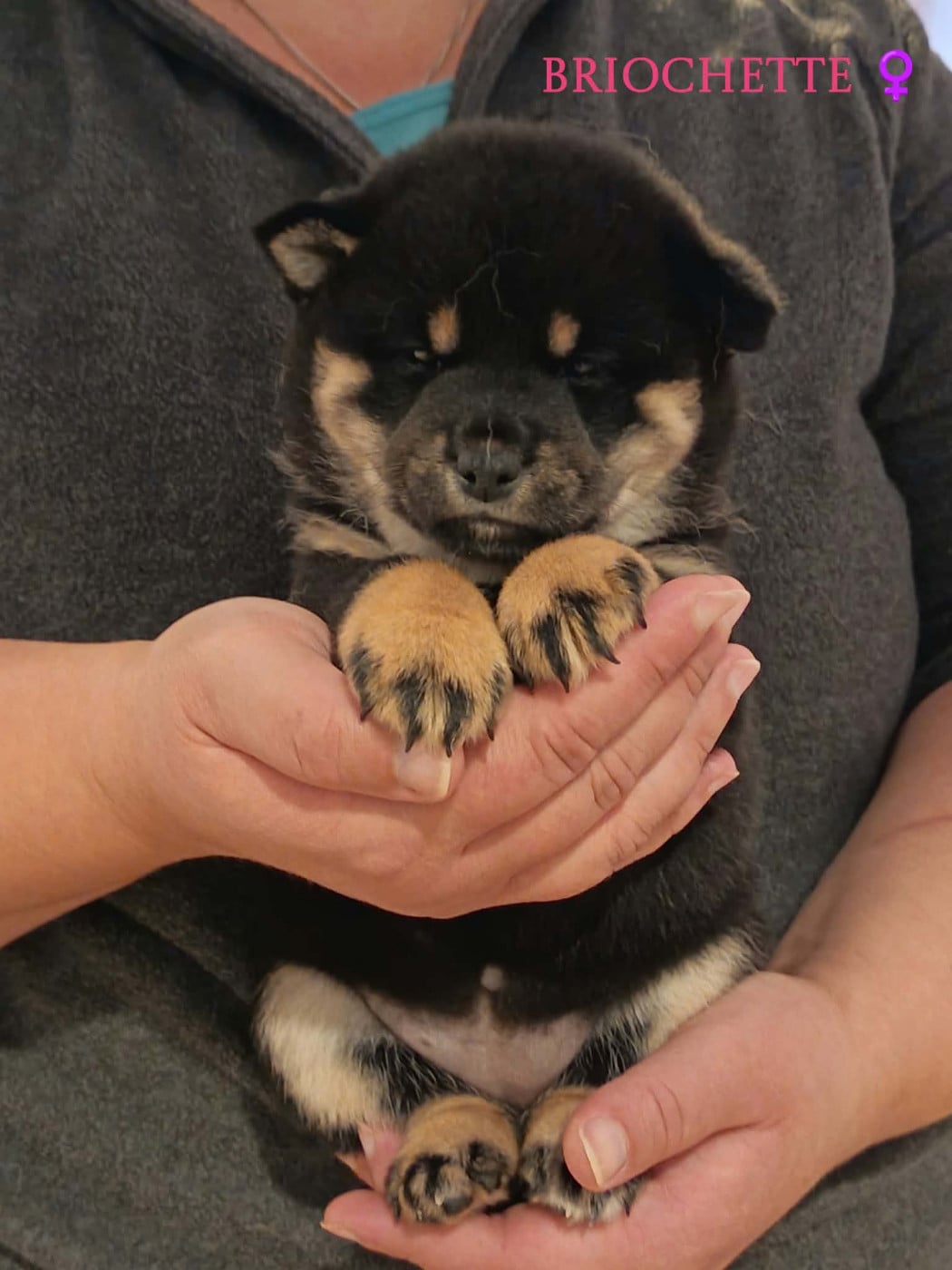 "Briochette" - Shiba