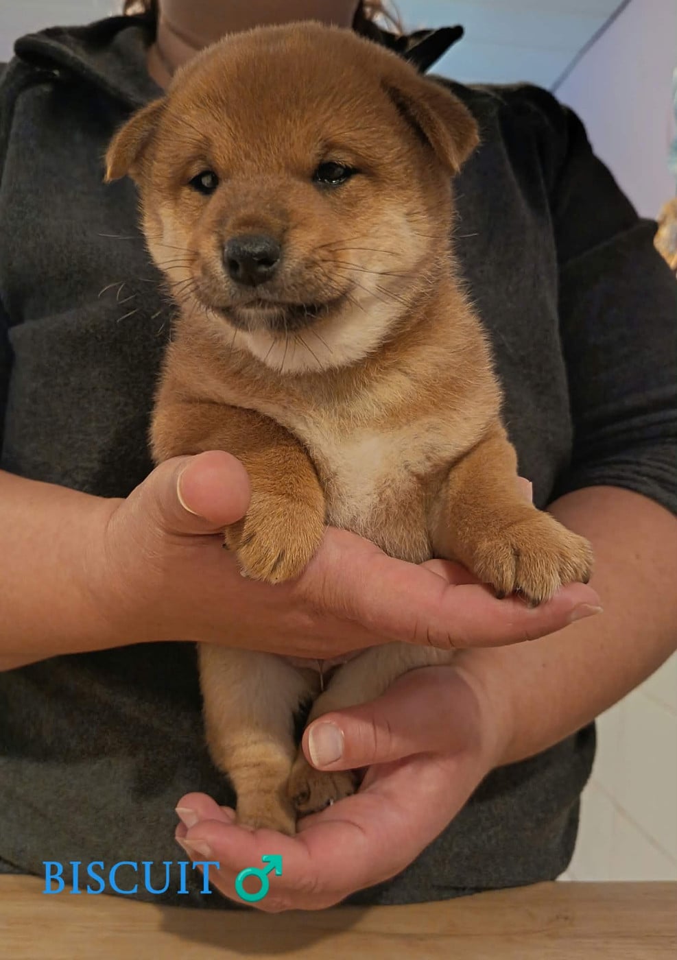 "Biscuit" - Shiba