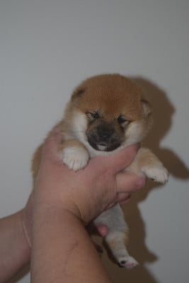 Les chiots de Shiba
