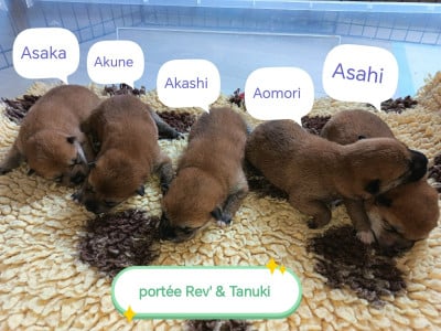 Les chiots de Shiba