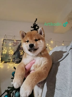 Les chiots de Shiba