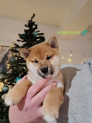 Les chiots de Shiba