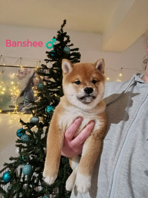 Les chiots de Shiba