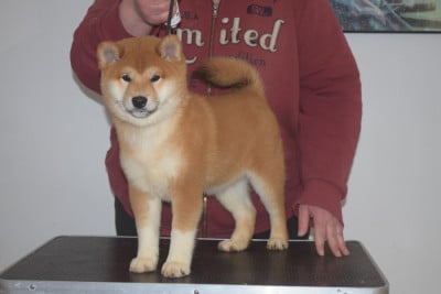 Les chiots de Shiba