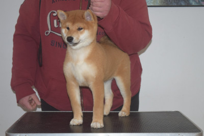 Les chiots de Shiba