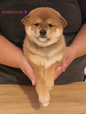 Les chiots de Shiba
