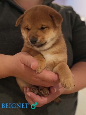 Les chiots de Shiba