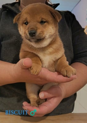 Les chiots de Shiba