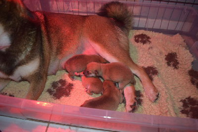 Les chiots de Shiba