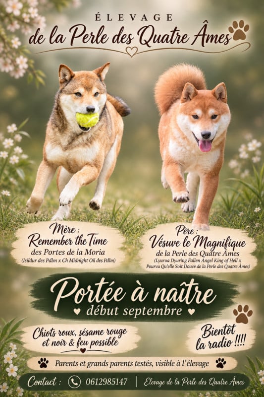 Shiba - De La Perle Des Quatre Ames