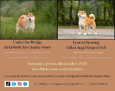 Shiba - De La Perle Des Quatre Ames