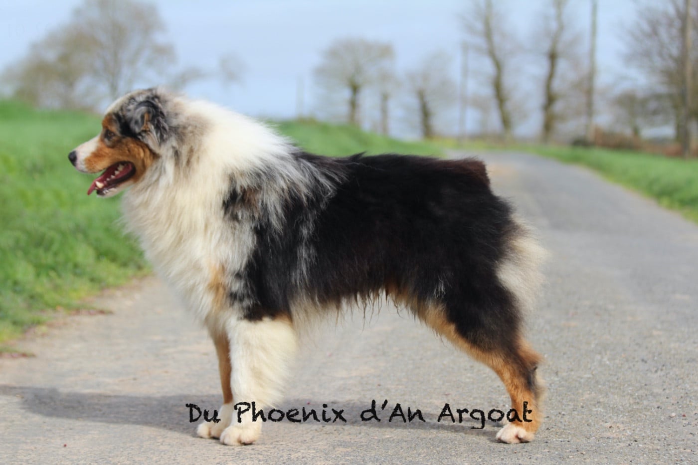 Unity elroy Du Phoenix D'an Argoat