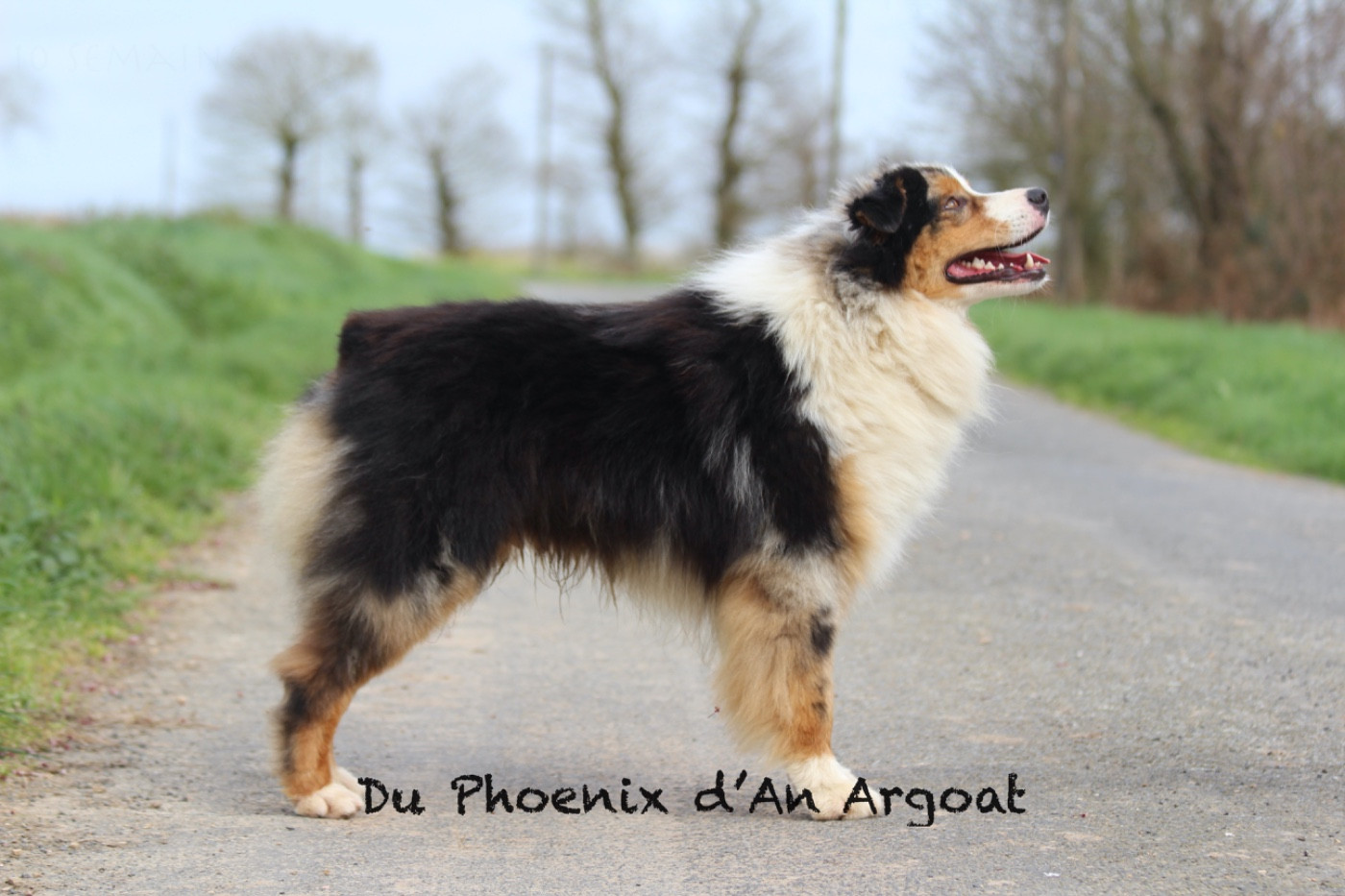 Unity elroy Du Phoenix D'an Argoat