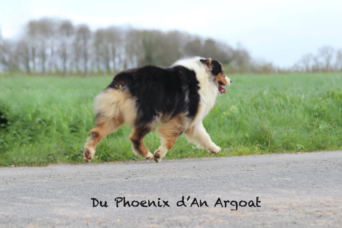 Unity elroy Du Phoenix D'an Argoat