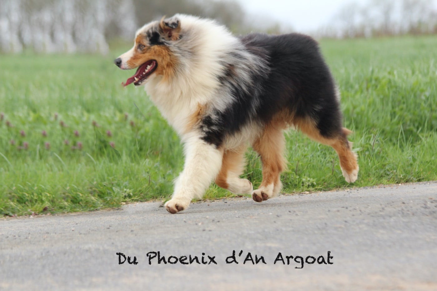 Unity elroy Du Phoenix D'an Argoat