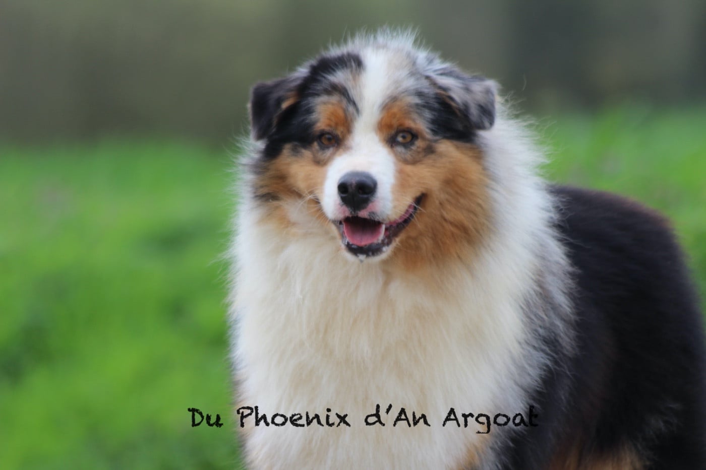 Unity elroy Du Phoenix D'an Argoat