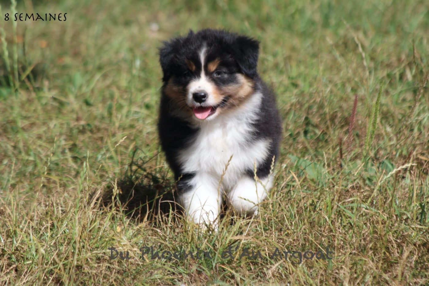 Berger Australien - Du Phoenix D'an Argoat