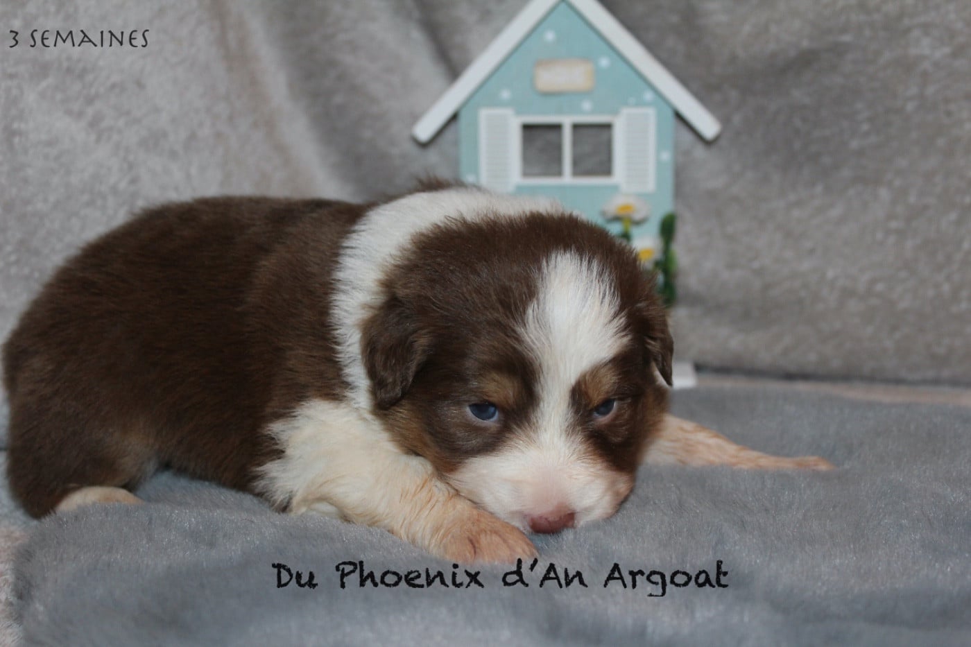 Berger Australien - Du Phoenix D'an Argoat