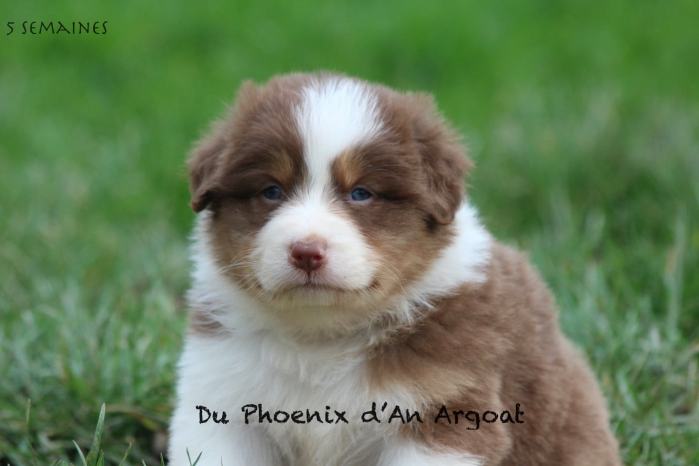 Berger Australien - Du Phoenix D'an Argoat