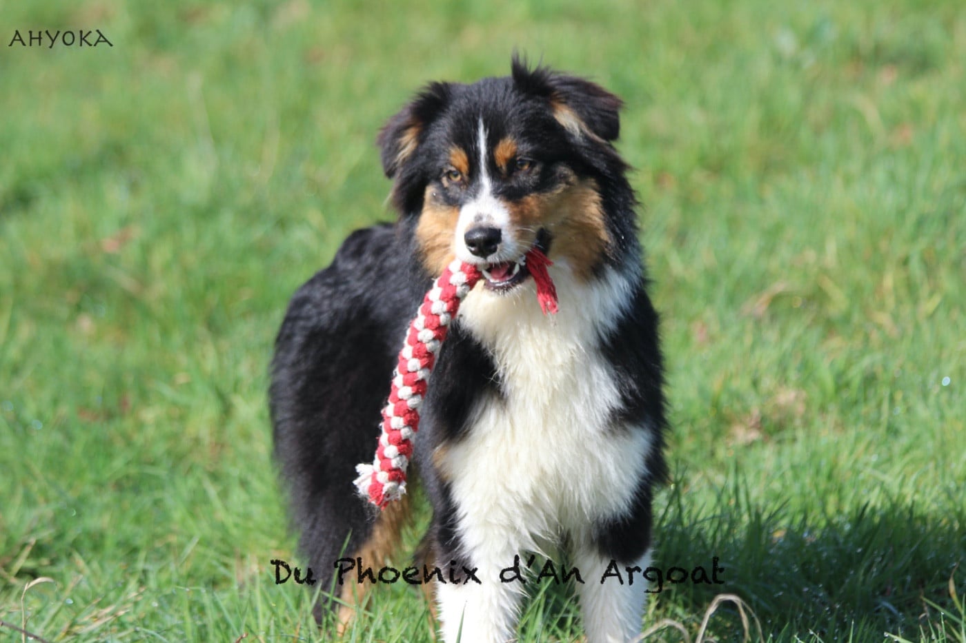 Berger Australien - Du Phoenix D'an Argoat