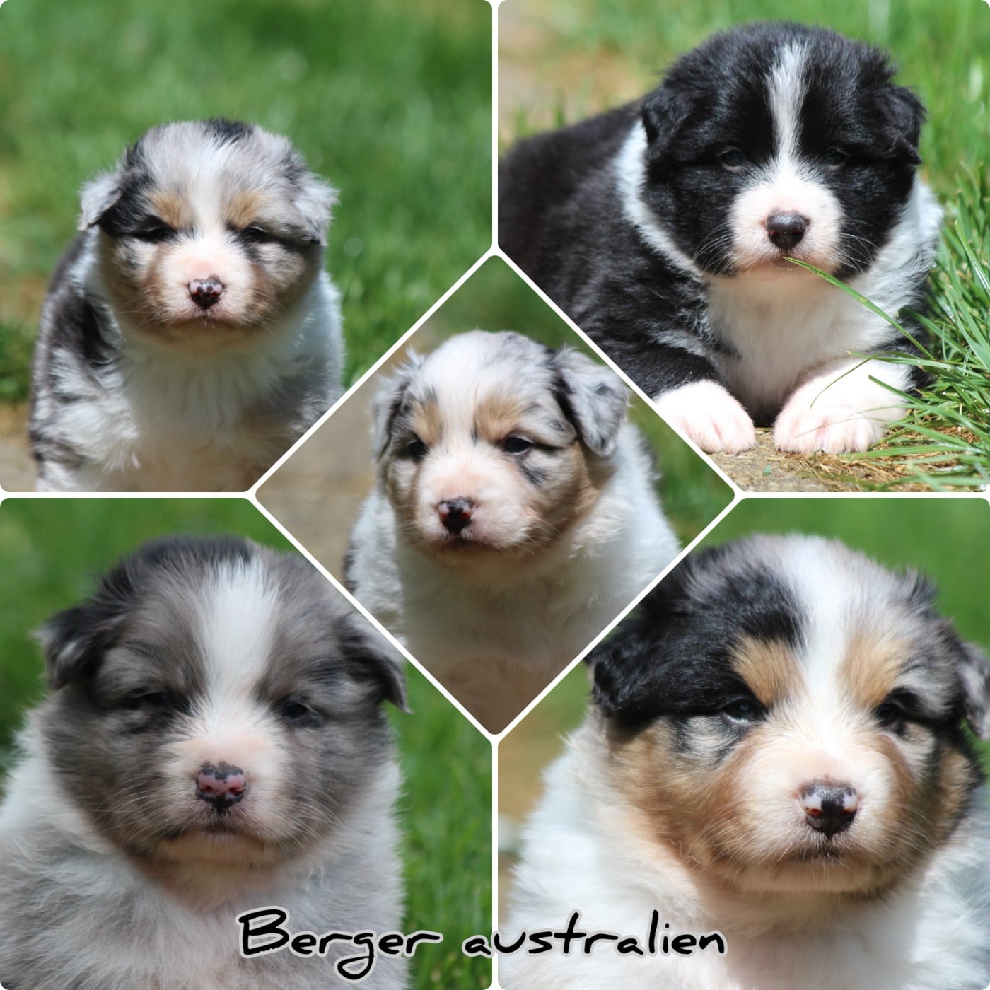 Berger Australien - Du Phoenix D'an Argoat