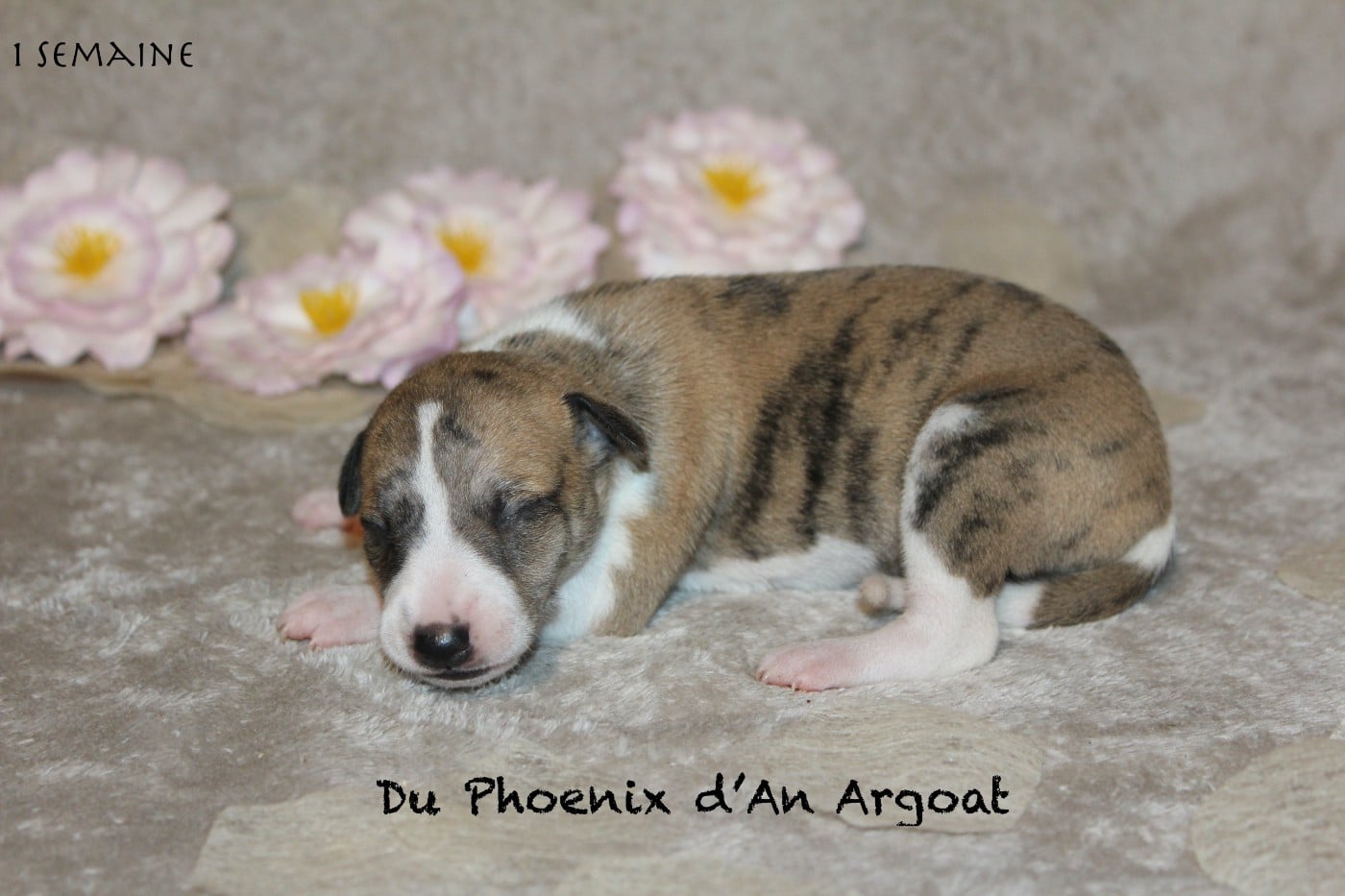 Whippet - Du Phoenix D'an Argoat