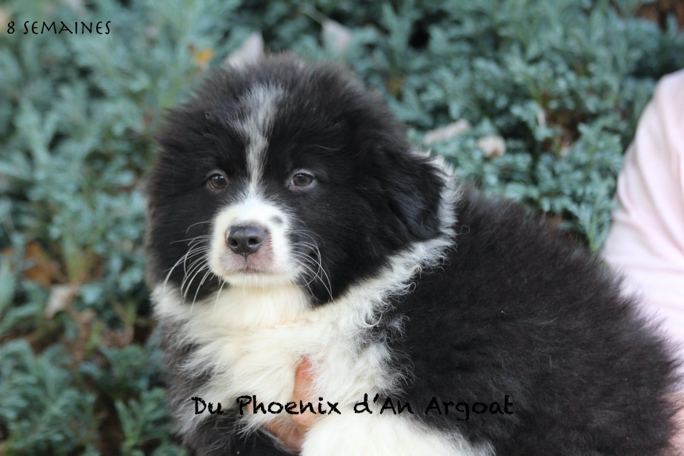 Bongo