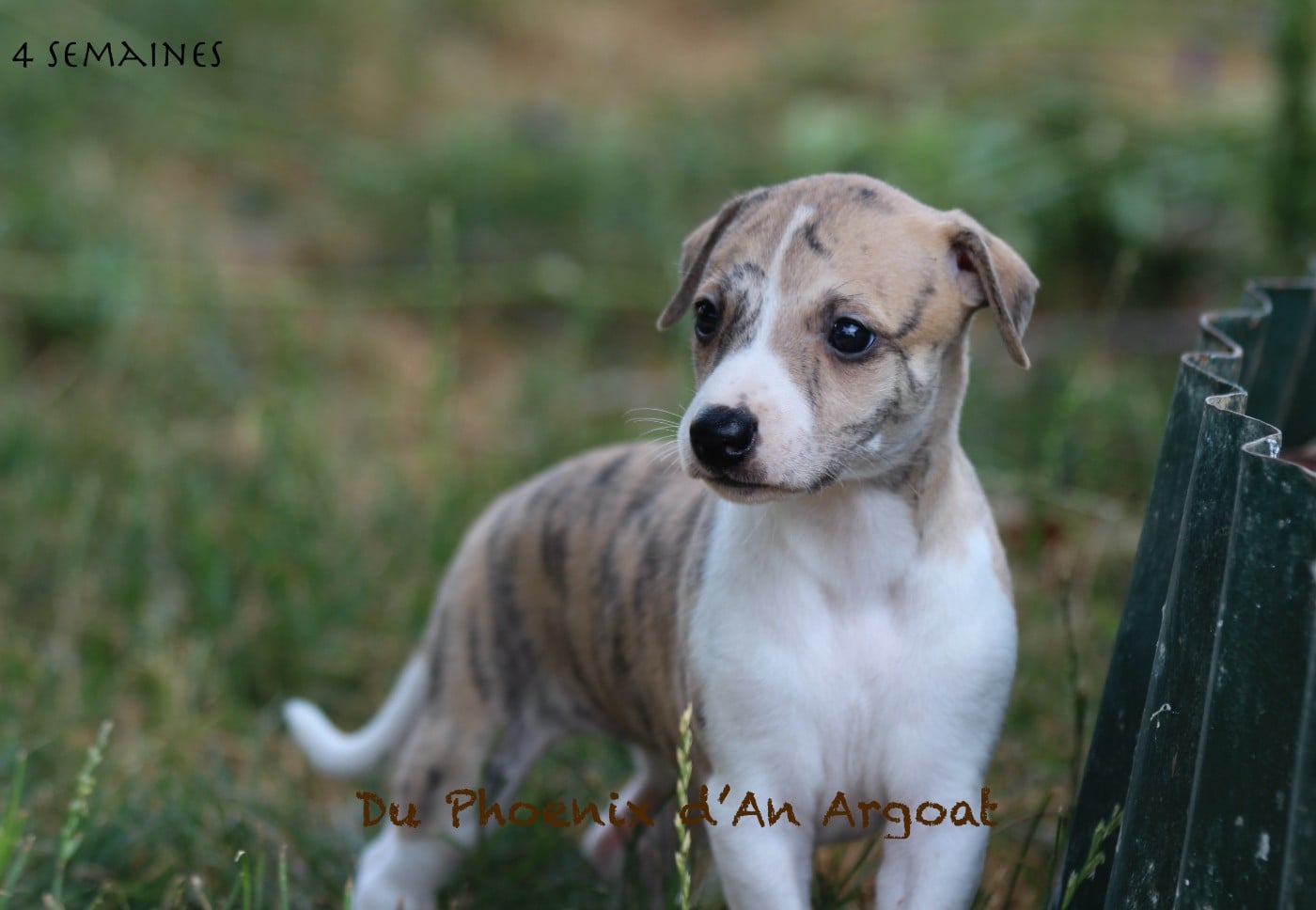 Whippet - Du Phoenix D'an Argoat