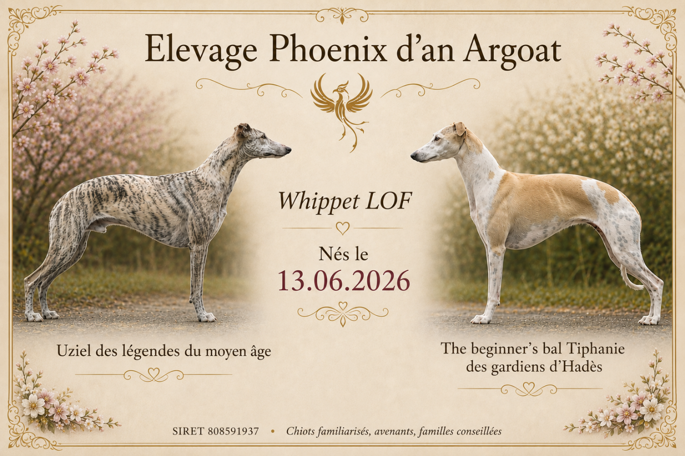 Whippet - Du Phoenix D'an Argoat