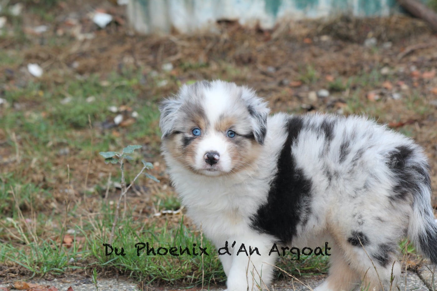 Brynild