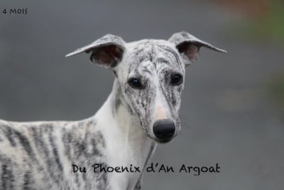 Les chiots de Whippet