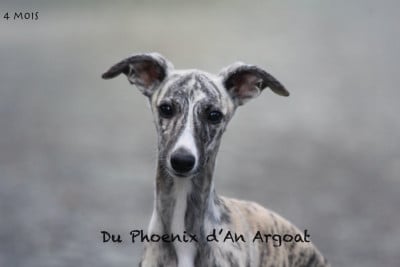 Les chiots de Whippet