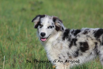 Les chiots de Berger Australien
