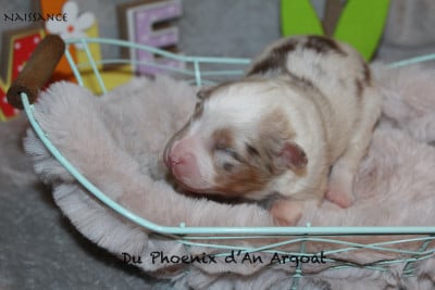 Les chiots de Berger Australien