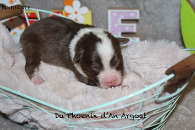 Les chiots de Berger Australien