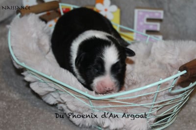 Les chiots de Berger Australien